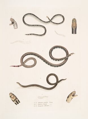 1. Slender Calliophis, Calliophis gracilis; 2. Lined Maticora, Maticora lineata; 3. White Bellied Changulia, Changulia albiventer.