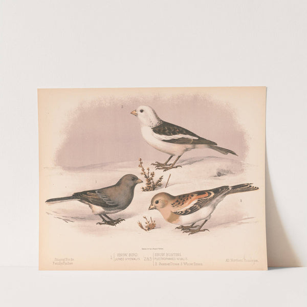 1. Snow bird. Junco hyemalis. 2. & 3. Snow buniting. Plectrophanes nivalis. 2. Summer dress. 3. Winter dress (1874) by Louis Prang & Co.