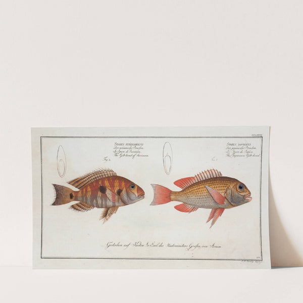 1. Sparus Japonicus, The Japanese Gilt-head; 2. Sparus Surinamensis, The Gilt-head of Surinam. (1785-1797) by Marcus Elieser Bloch