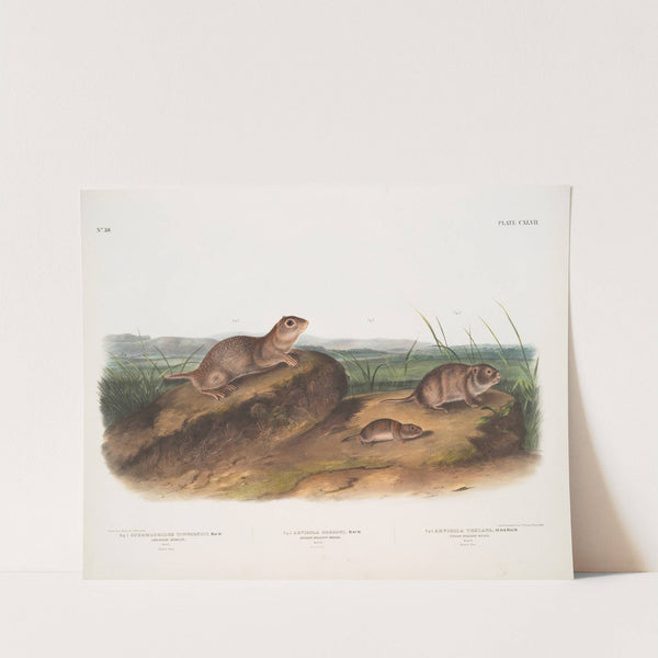 1. Spermophilus Townsendii, American Souslik. Male 2. Arvicola Oregoni, Oregon Meadow-Mouse. Male 3. Arvicola Texiana, Texan Meadow Mouse. Male (1845-1848) by John Woodhouse Audubon
