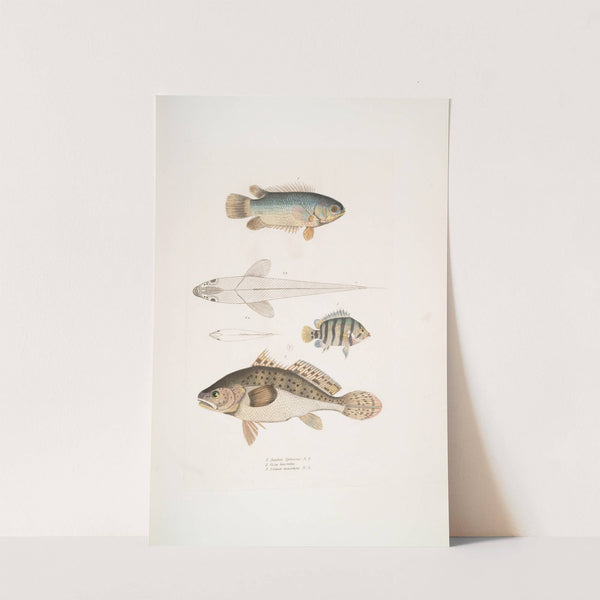 1. Spinose Gilled Anabas, Anabas spinosus; 2. Two Spotted Coius, Coius binotatus; 3. Spotted Sciæna, Sciæna maculata. by John Edward Gray