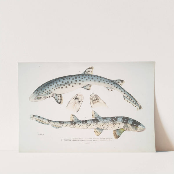 1. Spotted Bearded Shark, Scyllum maculatum. India, Mus. Brit.; 2. Ornamented Bearded Shark, Scyllum ornatum by John Edward Gray