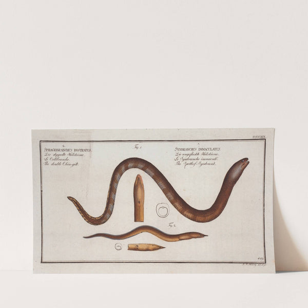 1. Synbranchus immaculatus,Tthe Spottess-Synbrank; 2. Sphagebranchus rostratus, The double Chin-gilt. (1785-1797) by Marcus Elieser Bloch