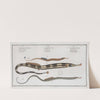 1. Syngnathus Typhle, The Neelde FIsh; 2. Syngnathus Acus, The Pipe Fish; 3. Syngnathus Ophidion, The Sea Adder. (1785-1797) by Marcus Elieser Bloch
