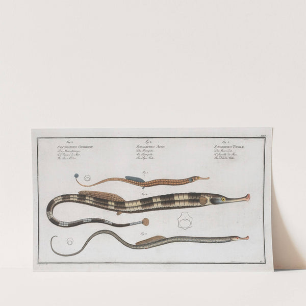 1. Syngnathus Typhle, The Neelde FIsh; 2. Syngnathus Acus, The Pipe Fish; 3. Syngnathus Ophidion, The Sea Adder. (1785-1797) by Marcus Elieser Bloch