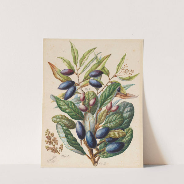 1. Taiaire; Beilschmiedia tarairi; 2. Tawa; Beilschmiedia tawa by Sarah Featon