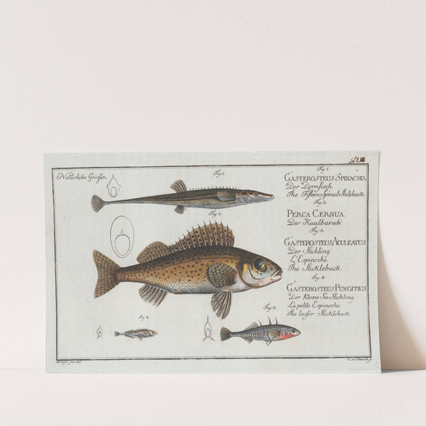 1. The Fifteen-Spined Stickleback; 2. The Ruffe; 3. The Stickleback; 4. The lesser Stickleback. by Marcus Elieser Bloch