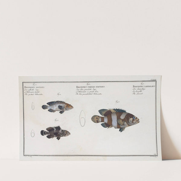 1. The Lancet; 2. The blue punctulated Holocentre; 3. The spotted Holocentre. (1785-1797) by Marcus Elieser Bloch