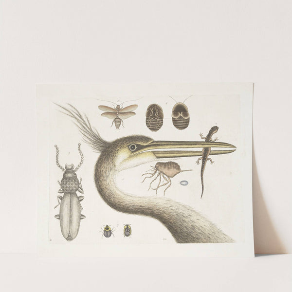 1. The largest crested Heron; 2. The Spotted Eft; 3. The Chego; 4. Scarabæus &c.; 5. The Cockroach by Mark Catesby