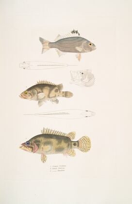 1. Three Banded Pterapon, Pterapon trivittatus; 2. Clouded Bedula, Bedula nebulosus; 3. Dr. Hamilton’s Bedula, Bedula Hamiltonii.