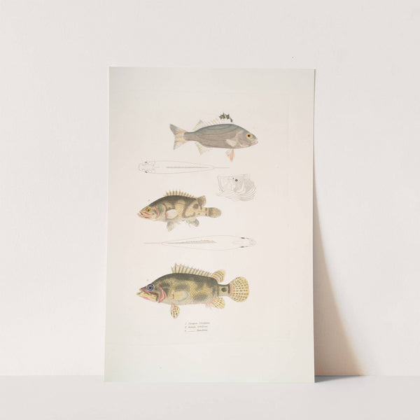 1. Three Banded Pterapon, Pterapon trivittatus; 2. Clouded Bedula, Bedula nebulosus; 3. Dr. Hamilton's Bedula, Bedula Hamiltonii. by John Edward Gray