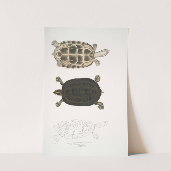 1. Thugi Terrapin, Emys Thugi. by John Edward Gray