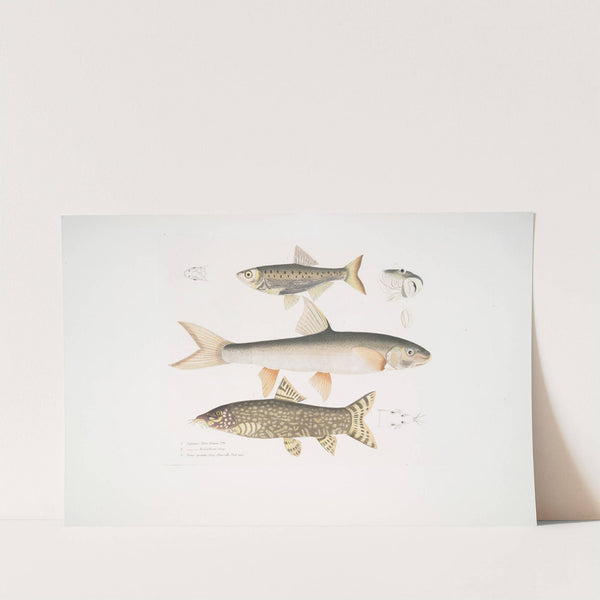 1. Tileo Carp, Cyprinus Tileo; 2. Richardson's Carp, Cyprinus Richardsonii; 3. Beautiful Loach, Botia grandis. by John Edward Gray