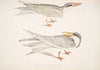 1. Waved Tern, Sterna brevirostris; 2. Orange Billed Tern, Sterna aurantia.