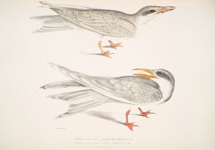 1. Waved Tern, Sterna brevirostris; 2. Orange Billed Tern, Sterna aurantia.