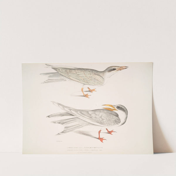 1. Waved Tern, Sterna brevirostris; 2. Orange Billed Tern, Sterna aurantia. by John Edward Gray