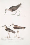 1. White Tailed Sandpiper, Totanus leucurus; 2. Allied Sandpiper, Totanus affinis; 3. Cawnpore Snipe, Totanus Lathami.