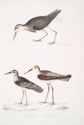 1. White Tailed Sandpiper, Totanus leucurus; 2. Allied Sandpiper, Totanus affinis; 3. Cawnpore Snipe, Totanus Lathami.