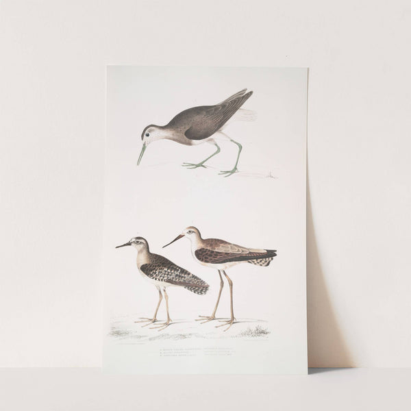 1. White Tailed Sandpiper, Totanus leucurus; 2. Allied Sandpiper, Totanus affinis; 3. Cawnpore Snipe, Totanus Lathami. by John Edward Gray
