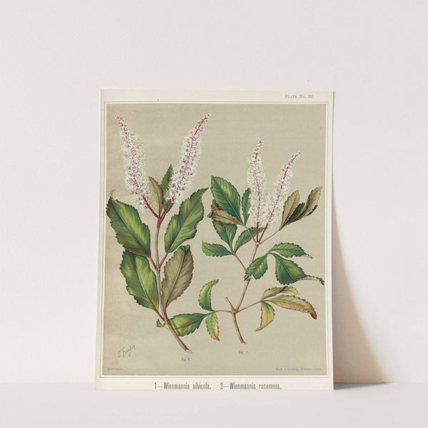 1. - Wienmannia silvicola. 2. - Weinmannia racemosa. Plate 32 by Sarah Featon