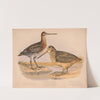 1. Wilson’s snipe. Gallinago wilsoni bon. 2. American woodcock. Philohela minor gray (1874) by Louis Prang & Co.