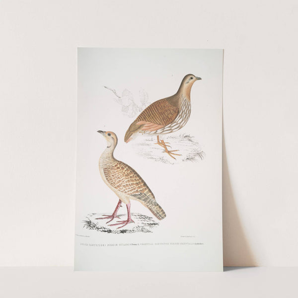 1. Wood Partridge, Perdix gularis; 2. Oriental Partridge, Perdix orientalis. by John Edward Gray