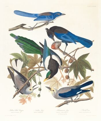 1. Yellow-billed magpie. 2. Stellers jay. 3. Ultramarine jay. 4, 5. Clark’s crow