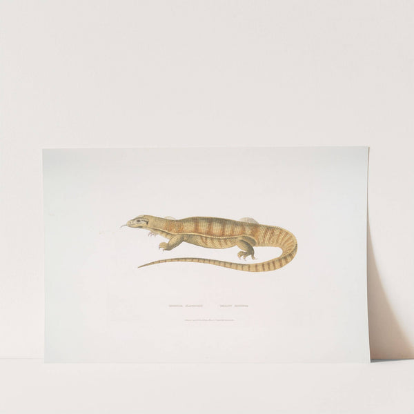 1. Yellow Monitor, Monitor flavescens. by John Edward Gray