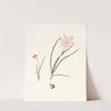 1. Zephyranthes Carinatus. 2. Zephyranthes Rosea. by Priscilla Susan Bury