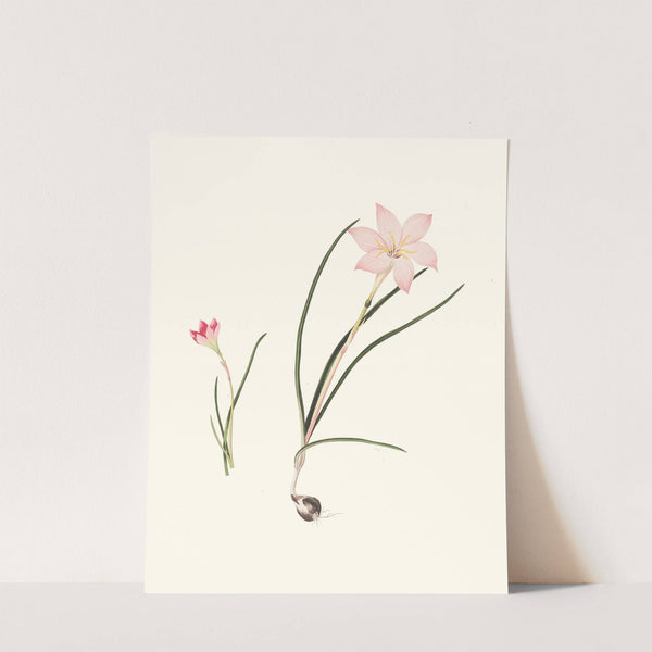 1. Zephyranthes Carinatus. 2. Zephyranthes Rosea. by Priscilla Susan Bury