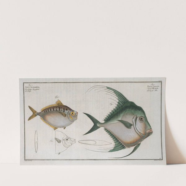 1. Zeus Gallus; 2. Zeus Insidiator. (1785-1797) by Marcus Elieser Bloch