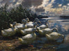 11 Enten in der Morgensonne (1910-15)