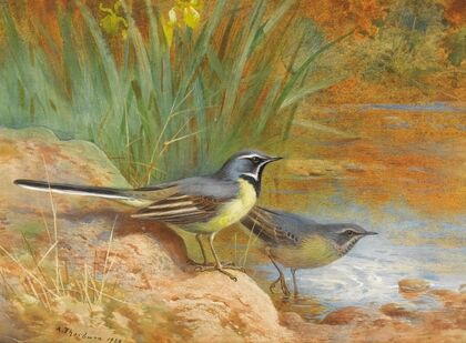 5 Grey Wagtails (1928)