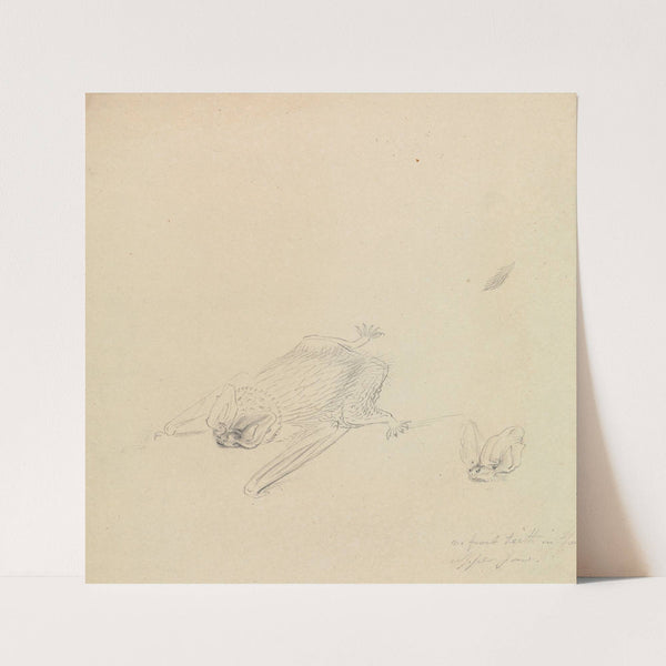 A Barbastelle Bat by James Sowerby