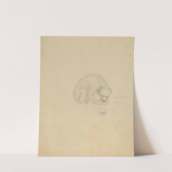 A Bear by James Sowerby