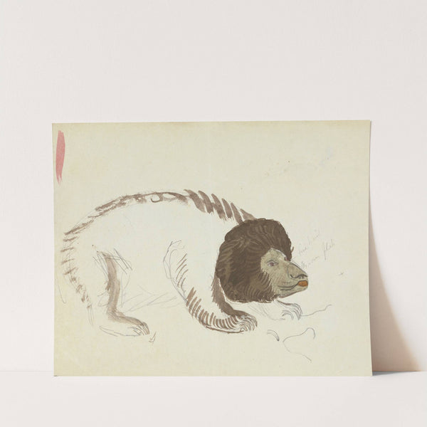 A Bear. by James Sowerby