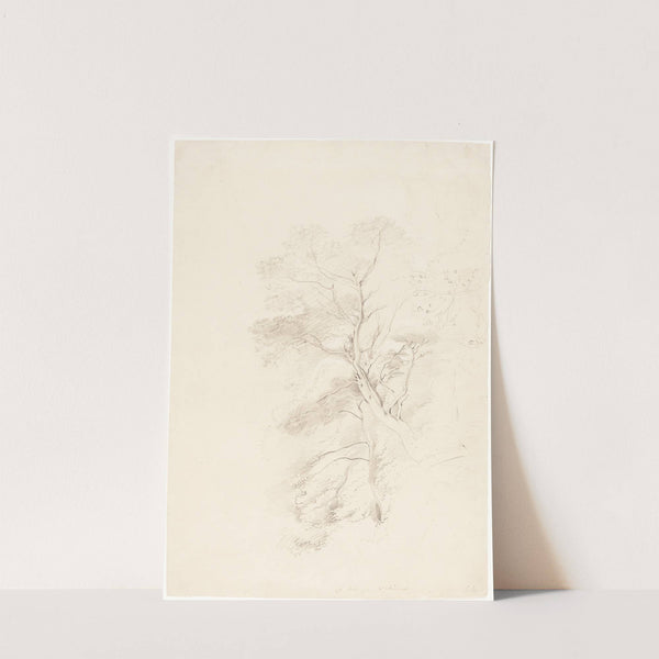 A Beech Wood by John Linnell