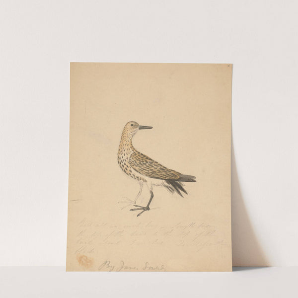 A Bird by James Sowerby