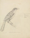 A Bird