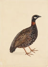 A Black Partridge