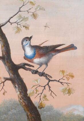 A Bluethroat — size preview