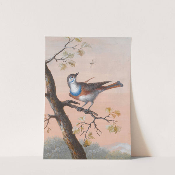 A Bluethroat by Christoph Ludwig Agricola