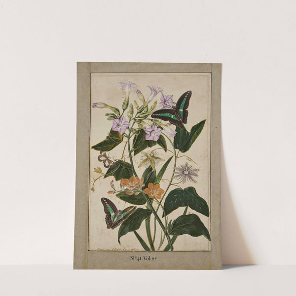 A botanical study of red-fruited passion flowers, Virginia tobacco plant, and ixia, with swallowtail butterflies by Thomas Robins The Younger