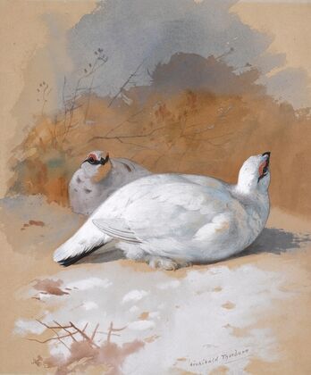 A brace Of Ptarmigan In The Snow