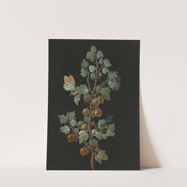A Branch of Gooseberries with a Dragonfly, an Orange-Tip Butterfly, and a Caterpillar (1725-1783) by Barbara Regina Dietzsch