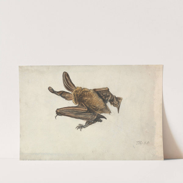 A Brown long-eared bat (Plecotus auritus) by James Ward