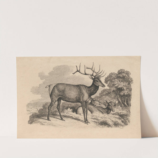 A Buck and Two Doe (1812) by Samuel Howitt