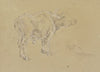 A buffalo