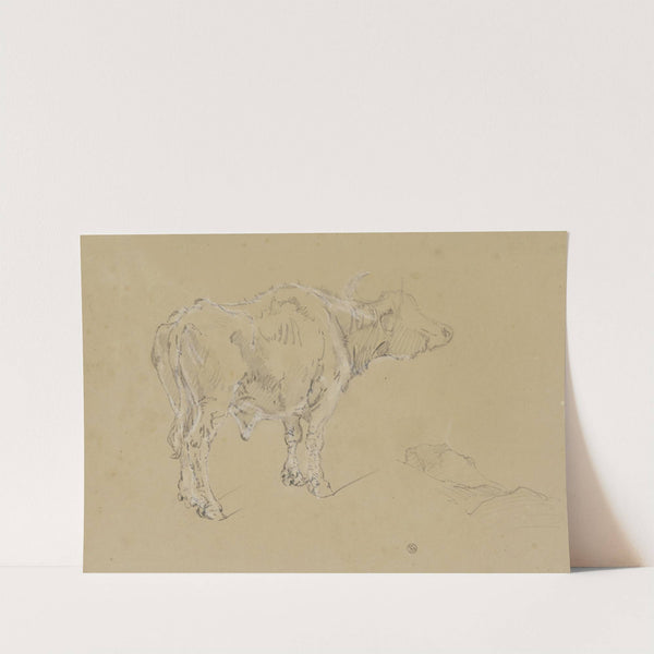 A buffalo by Johann Nepomuk Rauch