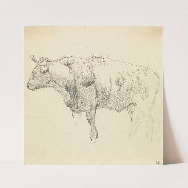 A Bull by Robert Hills
